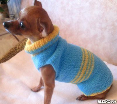 Вязаный свитер для собаки спицами (52 фото)