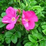 Роза морщинистая розовая