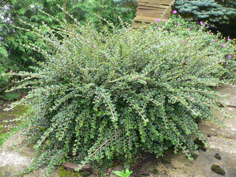 Кизильник горизонтальный Cotoneaster horizontalis