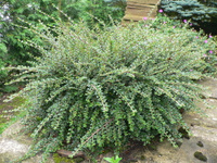 Кизильник горизонтальный Cotoneaster horizontalis