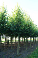 Липа Tilia europara Pallida 250-300 см 6-8 С110