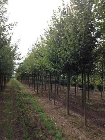 Липа Tilia europara Pallida 20/25 С240 куб 1x1x1