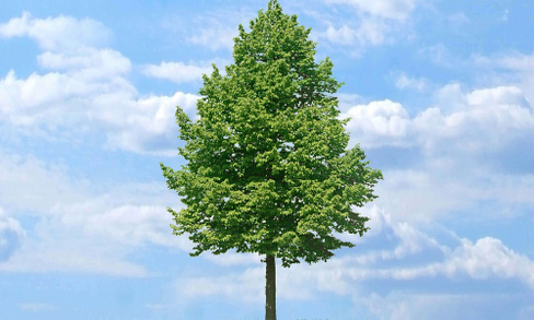 Липа Tilia europara Pallida С240 куб 1x1x2