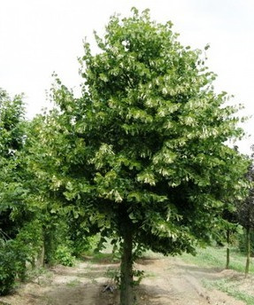 Липа Tilia europara Pallida 8-10 С110