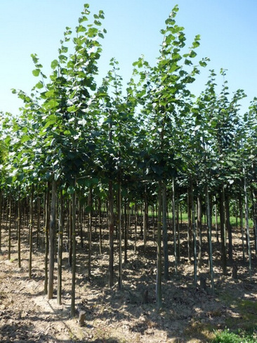 Липа Tilia europara Pallida 12-14 С110