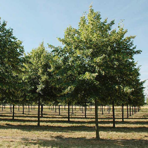 Липа Tilia europara Pallida 500+ см 16/18 С90