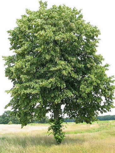 Липа европейская Tilia europea Palida