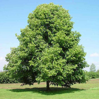 Липа Tilia cordata 400-450 см 16/18 С90