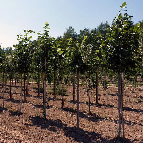 Липа Tilia cordata Greenspire