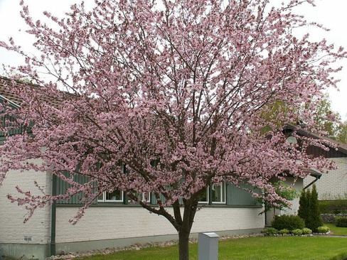 Черёмуха обыкновенная Prunus padus Colarata