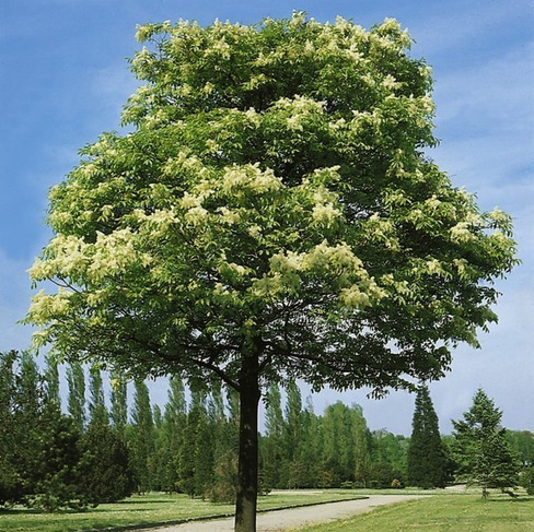 Ясень манновый Fraxinus ornus