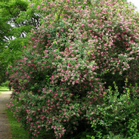 Жимолость Lonicera tatarica