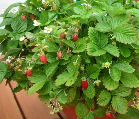 Земляника Fragaria vesca Alexandria