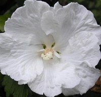 Гибискус сирийский Hibiscus syr. Diana