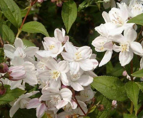 Дейция Deutzia Rosea Campanulata