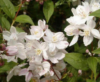 Дейция Deutzia Rosea Campanulata