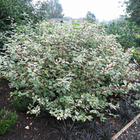 Дерен белый Cornus alba BATON ROUGE Mintbat