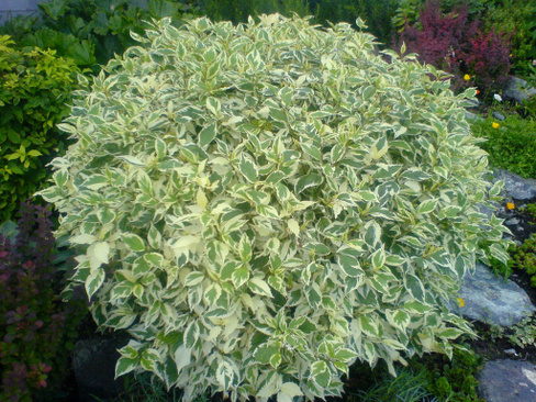 Дерен белый Cornus alba