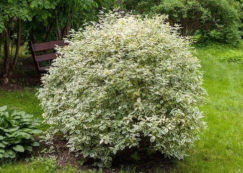 Дерен белый Cornus alba Elegantissima