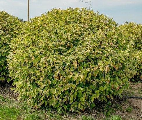 Дерен белый Cornus alba Gouchaultii