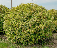 Дерен белый Cornus alba Gouchaultii