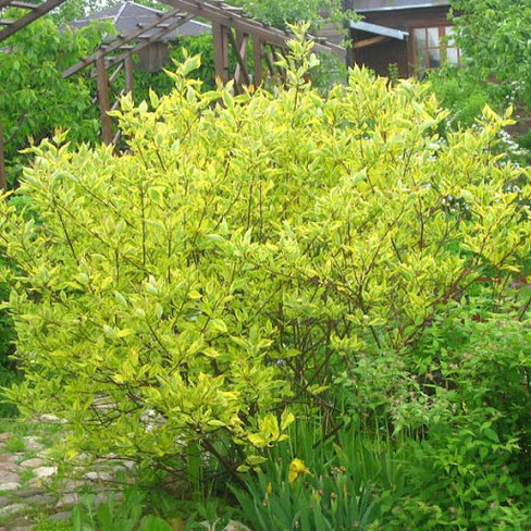 Дерен опрысковый Cornus stolonifera