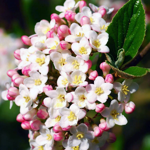 Калина Viburnum Burkwoodii