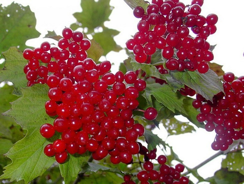 Калина Viburnum Opulus