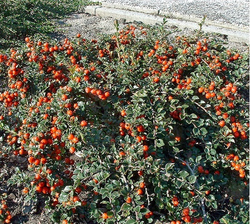 Кизильник горизонтальный Cotoneaster nanashan Boer