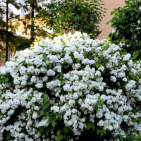 Чубушник Philadelphus Virginal С3