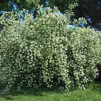 Чубушник Philadelphus Virginal 80-100 см С9