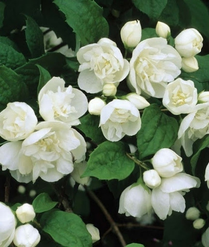 Чубушник Philadelphus Virginal С5