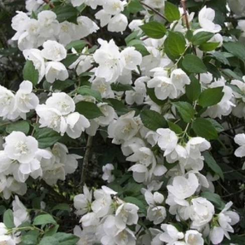 Чубушник Philadelphus virginalis Virginal 30-40 см С5