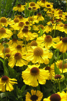 Гелениум Helenium Waltraut