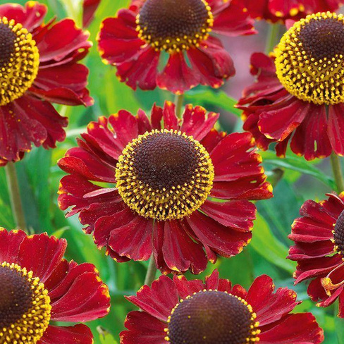 Гелениум Helenium Red Jewel