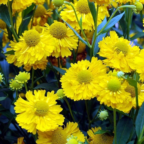 Гелениум Helenium Double Trouble