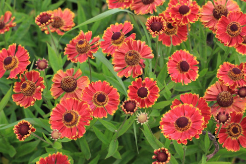 Гелениум Helenium Fuego PBR