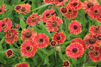 Гелениум Helenium Fuego PBR