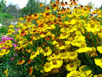 Гелениум Helenium Kanaria