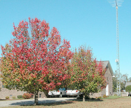 Груша Каллери Pyrus calleryana Redspice