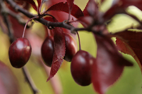 Слива Prunus cerasifera Nigra 6-8 см airpot