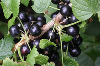 Смородина душистая черная Ribes nigrum