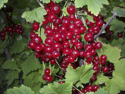 Смородина красная Ribes rubrum