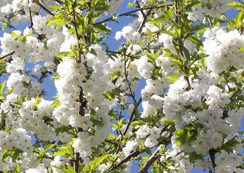 Черешня Prunus avium Plena