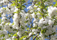 Черешня Prunus avium Plena