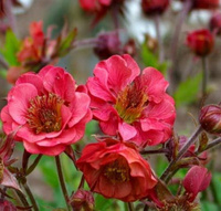 Геум Geum Flames of Passion