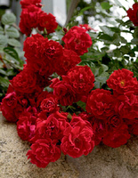 Роза почвопокровная Ред Вельвет 1 шт