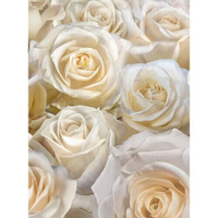 Моющиеся виниловые фотообои GrandPiK Белые розы, 200х270 см GrandPik
