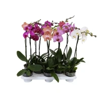 Орхидея Фаленопсис Special 1 ствол ø12 h65 см Без бренда None