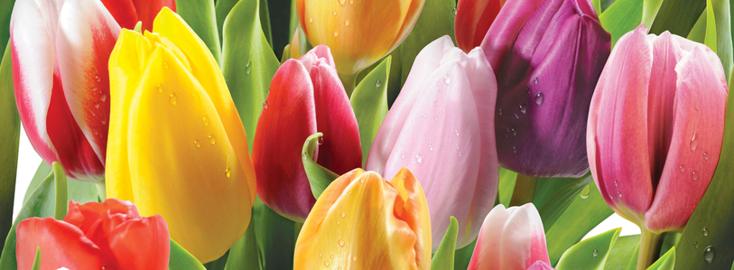 В компании Сады Сибири саженцы плодовых, ягодных, декоративных деревьев ...